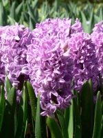 Гіацинт садовий Purple Pride (Перпл Прайд)