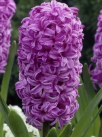 Гиацинт садовый Purple Sensation (Парпл Сенсейшен)