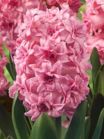 Гіацинт садовий Spring Beauty (Спрінг Б'юті)