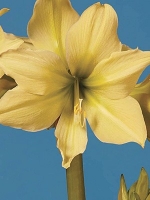Гиппеаструм гибридный Yellow Star (Еллоу Стар)