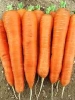 Морковь Цидера
