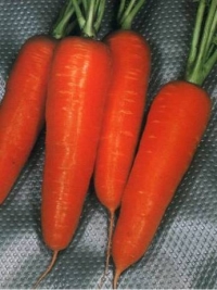 Морква Вітамінна-6