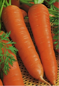 Морква Нантская