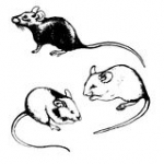 Родентициды (средства от крыс и мышей)