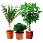 Засоби захисту кімнатних рослин