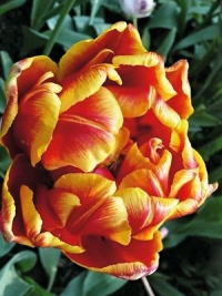 Тюльпан махровий ранній Cilesta (Силест)