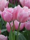 Тюльпан багатоквітковий Fringed Family (Фрінжед Фемілі) - Image1