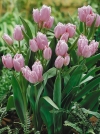 Тюльпан Многоцветковый Fringed Family (Фринжед Фемили) - Image2