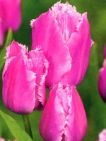 Тюльпан багатоквітковий Fringed Family (Фрінжед Фемілі)