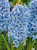 Гиацинт садовый Blue Star (Блу Стар)