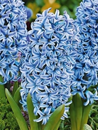 Гіацинт садовий Blue Star (Блу Стар)
