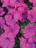 Петуния гибридная мелкоцветковая Карлик Фиолетовый F1