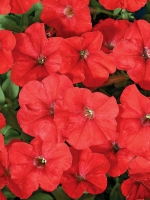 Петуния гибридная мелкоцветковая Карлик Красный F1