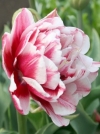 Тюльпан махровий ранній Melrose (Мерлоуз) - Image1