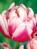 Тюльпан махровый ранний Melrose (Мерлоуз)