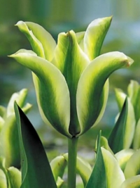 Тюльпан зеленоквітковий Deirdre (Деірдре)