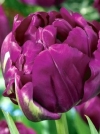 Тюльпан махровый ранний Royal Acres (Роял Акрес) - Image1