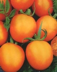 Томат Де-Барао оранжевый