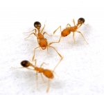 Засоби від мурах