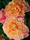 Роза плетистая Aloha (Алоха) - Image1