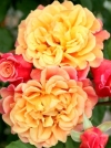 Роза плетистая Aloha (Алоха) - Image2