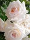 Роза плетистая Schwanensee (Шваненси) - Image1
