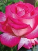 Роза чайно-гибридная Rose Gaujard (Роуз Гожар)