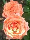 Роза чайно-гибридная Eldorado (Эльдорадо) - Image1