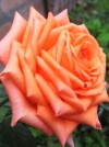 Роза чайно-гибридная Eldorado (Эльдорадо) - Image2