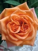 Роза чайно-гибридная Eldorado (Эльдорадо)