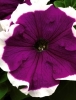 Петуния крупноцветковая низкорослая Фрост Фиолетовая F1