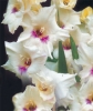 Гладиолус крупноцветковый Хоум Коминг
