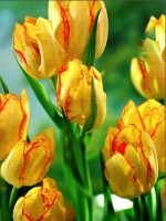 Тюльпан многоцветковый Aquilla (Аквилла)