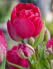 Многоцветковые тюльпаны Bearing Point (Биринг Поинт)