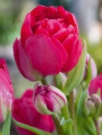 Багатоквітковий тюльпан Bearing Point (Бірінг Поінт)