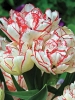 Многоцветковые тюльпаны Cartouche (Картуш)