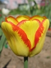Тюльпан багатоквітковий Outbreak (Аутбрейк) - Image2
