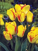 Тюльпан Многоцветковый Outbreak (Аутбрейк)