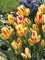 Многоцветковые тюльпаны Florette (Флоретт)
