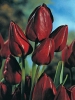 Многоцветковые тюльпаны Wallflower (Воллфловер)
