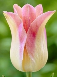 Тюльпан Лилиецветный Elegant Lady (Леди Елегант)