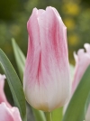 Тюльпан Лилиецветный Holland Chic (Холанд Чик) - Image1
