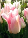 Тюльпан Лилиецветный Holland Chic (Холанд Чик) - Image2