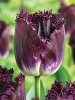 Тюльпан бахромчатый Purple Chrystal (Парпл Кристал)