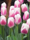 Тюльпан бахромчастий Siesta (Сієста) - Image1