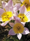 Тюльпан ботанічний скельний Lilac Wonder (Лілак Вандер) - Image1