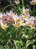 Тюльпан ботанічний скельний Lilac Wonder (Лілак Вандер)