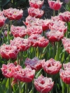 Тюльпан махрово-бахромчатый Brest (Брест) - Image1