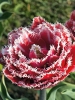 Тюльпан махрово-бахромчатый Brest (Брест)