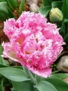 Тюльпан махрово-бахромчастий Crispion Love (Кріспіон Лав) - Image1